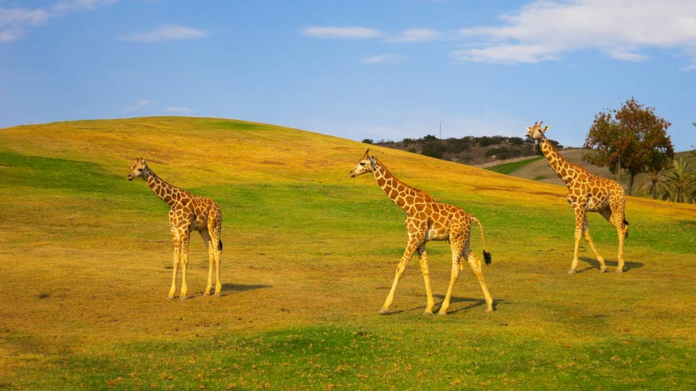 Giraffes at Safari Park San Diego, only 5 minutes from the bed and breakfast. 