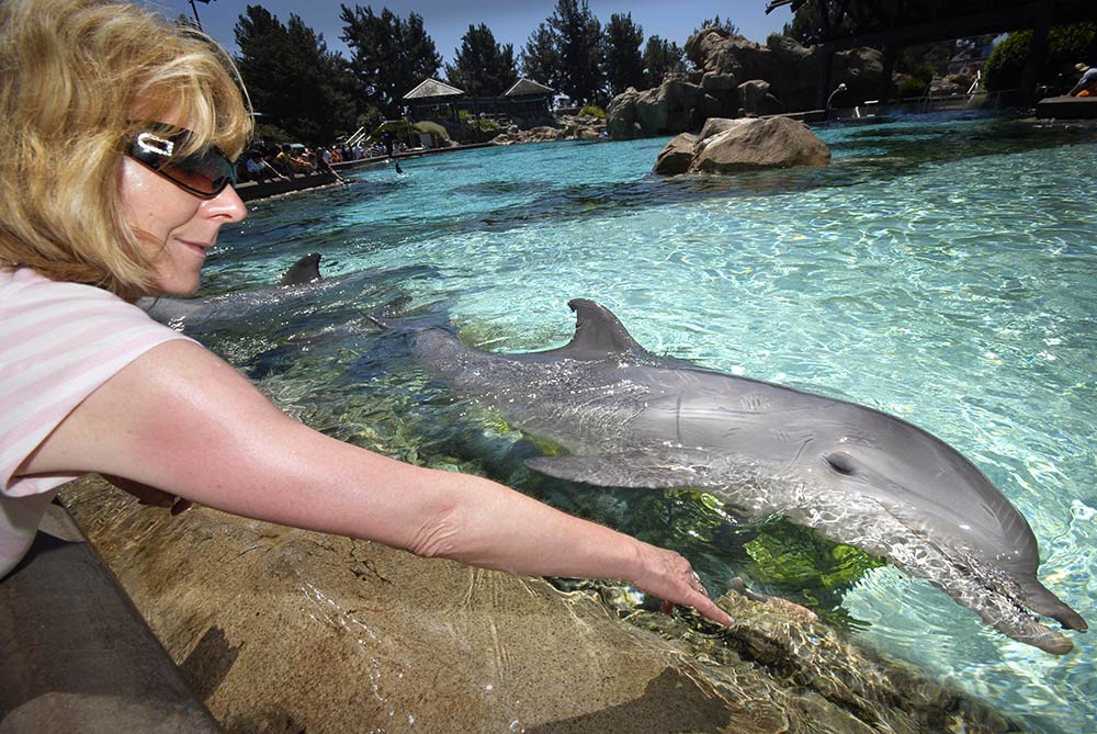 Petting dolphins at San Diego Sea World just 13 minutes away. 