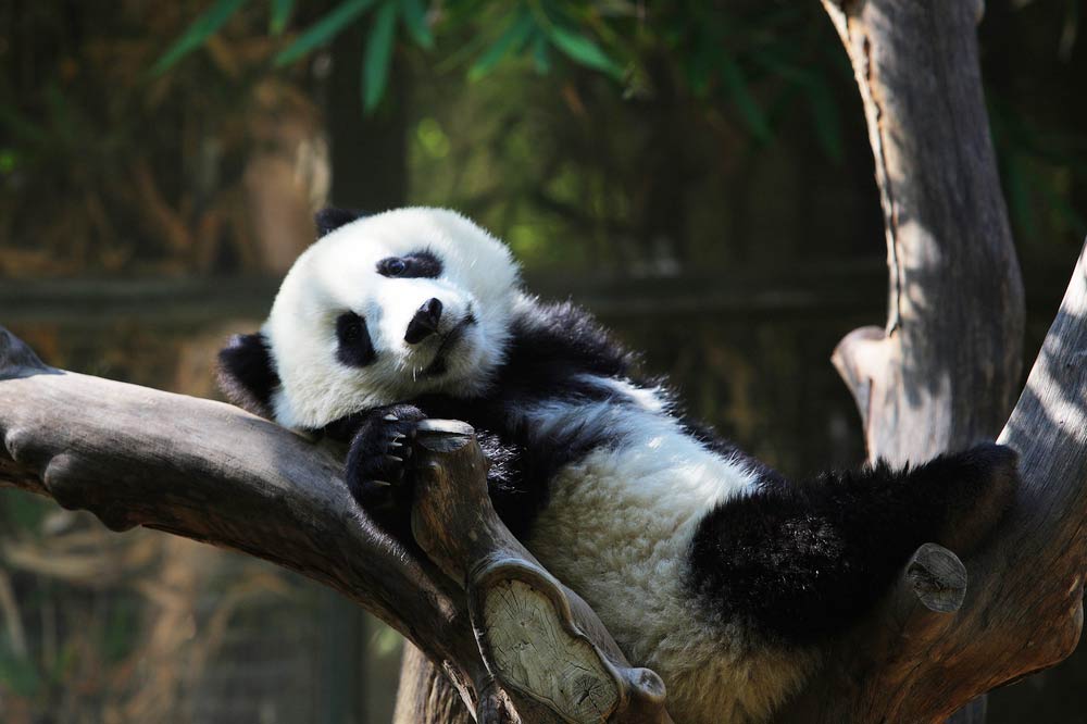 Panda at the world-famous San Diego Zoo, only 5 minutes from the bed and breakfast. 